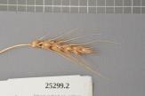 Click for 1 image(s) for this accession. Spike